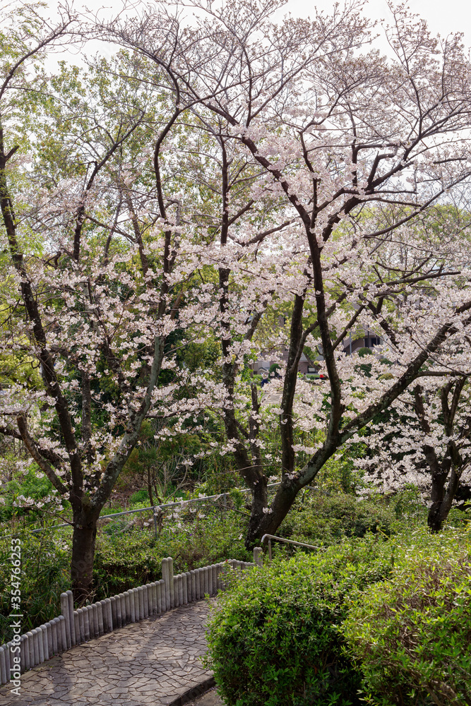 japan sakura：大阪池田・水月公園の桜