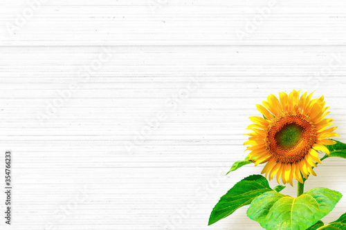 sunflower_white background