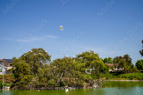 Heron flying over a tree, Newark, California