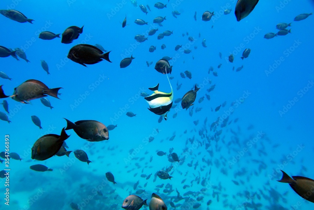School of fish with a single bright fish School of fish with a single bright fish