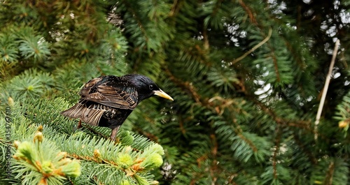 Starlings are small to medium-sized passerine birds are known as glossy starlings because of their iridescent plumage. 