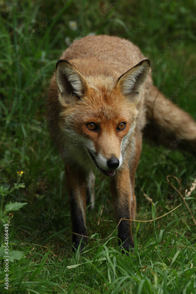 red fox vulpes red fox vulpes