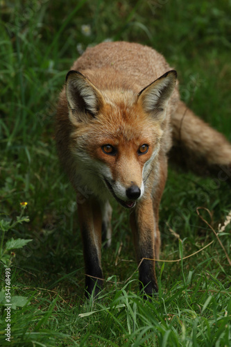 red fox vulpes