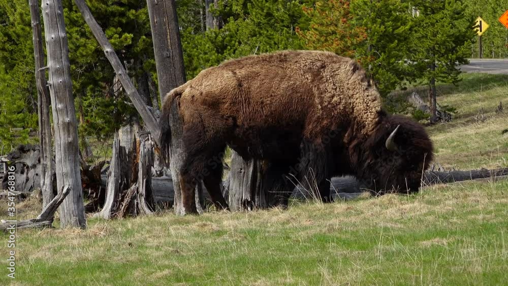 American Bison grazing at Yellowstone American Bison grazing at Yellowstone