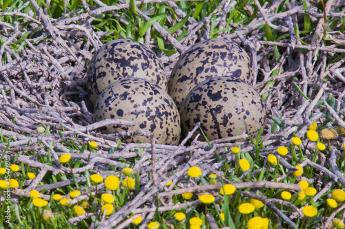 American Avocet Net full of eggs