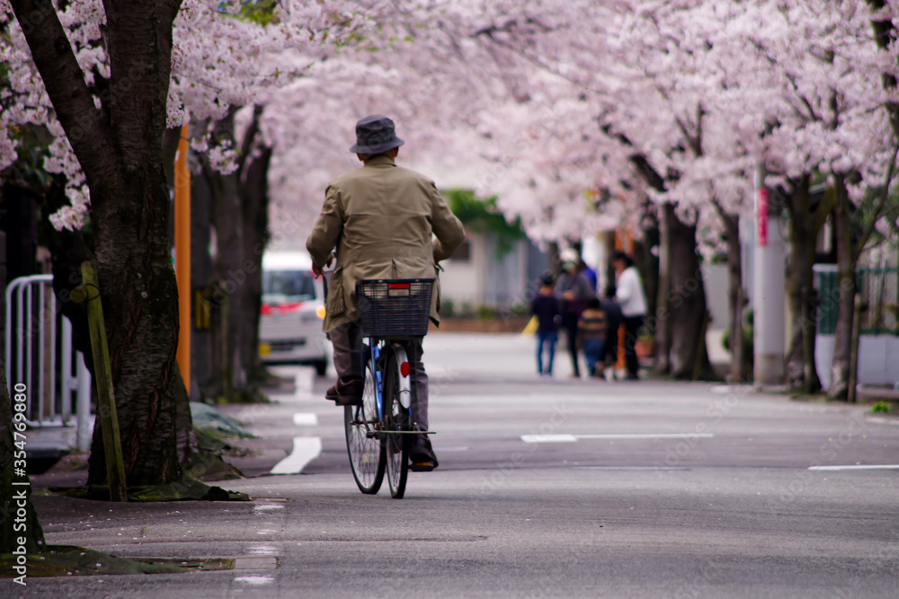 桜並木の住宅街を自転車に乗って走行する高齢者：日本の春の街並み