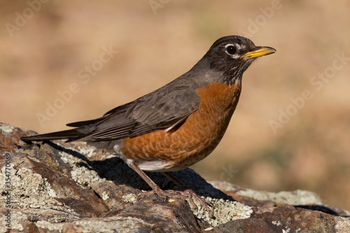 American robin on a large lichen covered rock