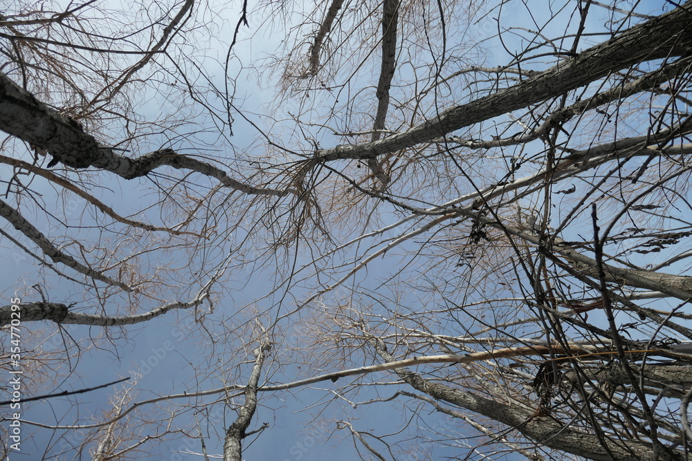 Looking up at bare treetops and the sky in the winter Looking up at bare treetops and the sky in the winter