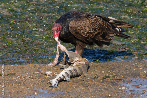American Turkey Vulture with leopard shark