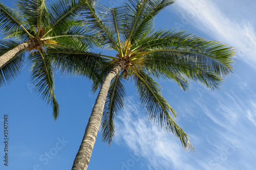 Palm tree in Waikiki beach, Hawaii