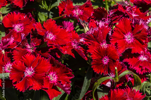 Canvas-taulu Babydoll red dianthus flowers in the garden