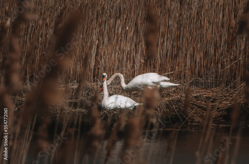 Swans nesting