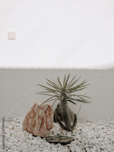 Cactus against a shadowed wall