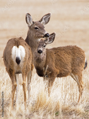Valokuvatapetti Black-tailed deer doe and fawn
