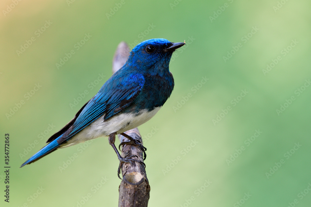 Amazed lovely blue and white bird perching on dried wooden stick over fine green background in nature of Thailand, Zappey's flycatcher (Cyanoptila cumatilis)