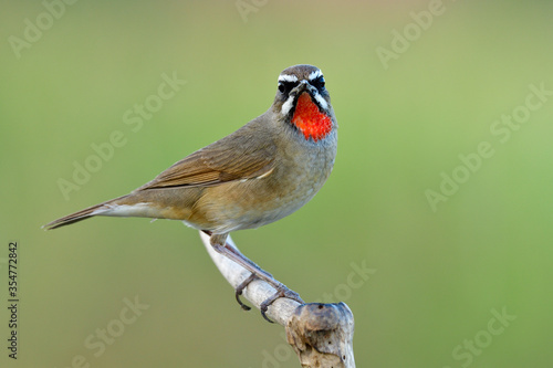 Amazed brown bird standing on wooden branch over bright green environment showing bright ruby on its chin, male of Siberian rubythroat (Calliope calliope) © prin79