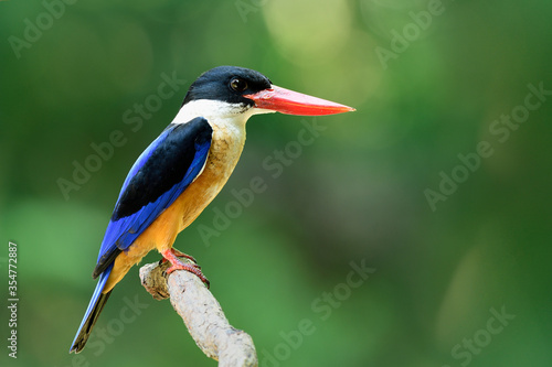 Amazingl blue bird with black head and red bills expose to the sun on wood branch in nature, beautiful wild nature