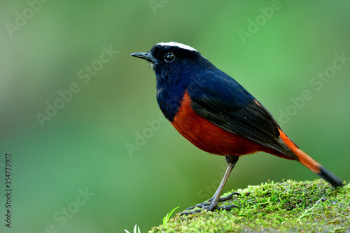 Beautiful bright brown and black bird with white feathers over head calmly sitting on mossy rock along stream in nature, White-capped water redstart (Phoenicurus leucocephalus)