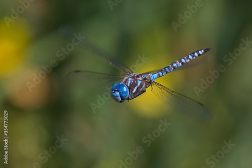 Blue-eyed darner dragonfly male in flight