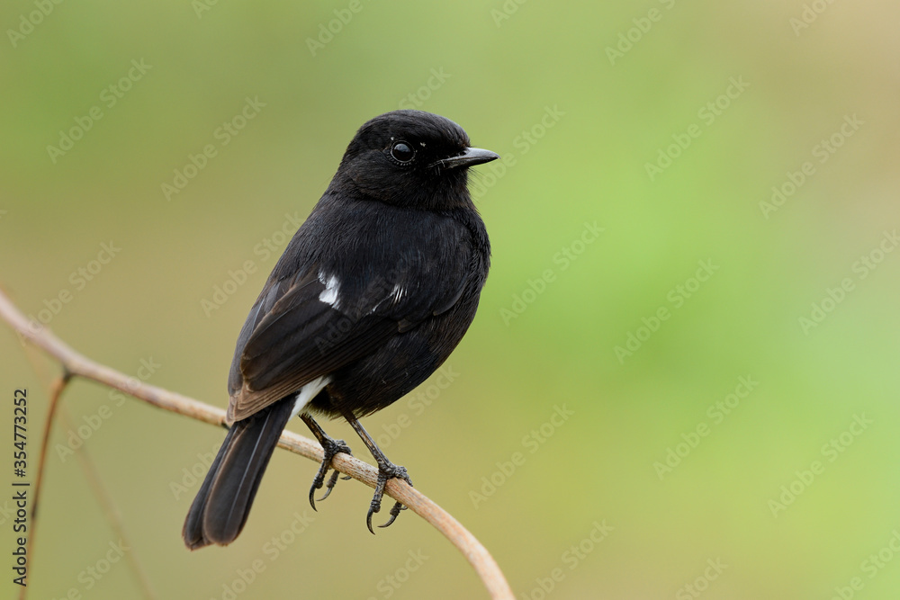 Fototapeta premium Beautiful dark black bird sitting on wooden stig over bright blur green background in grassland, Male of Pied bushchat (Saxicola caprata)