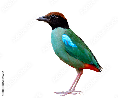 beautiful green bird with brown head black face and red tail crispy details isolated on white background, Hooded pitta (Pitta sordida)