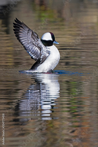 Bufflehead duck male taking a bath