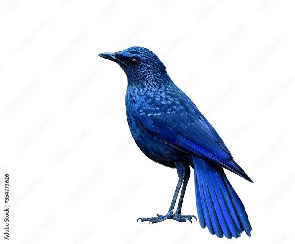 Naklejka premium Blue whistling thrush (Myophonus caeruleus) mysterious dark blue bird with black bills morph fully standing showing its sharp feathers details isolated on white background