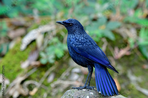 Blue whistling thrush (Myophonus caeruleus) exotic velvet dark blue with black bills bird standing on rock in stream with bloom tail