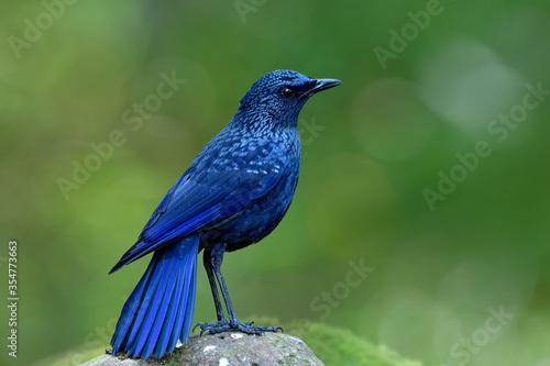 Blue whistling thrush (Myophonus caeruleus) mysterious dark blue bird with black bills morph standing on rock in stream over blur green background and bokeh lighting © prin79