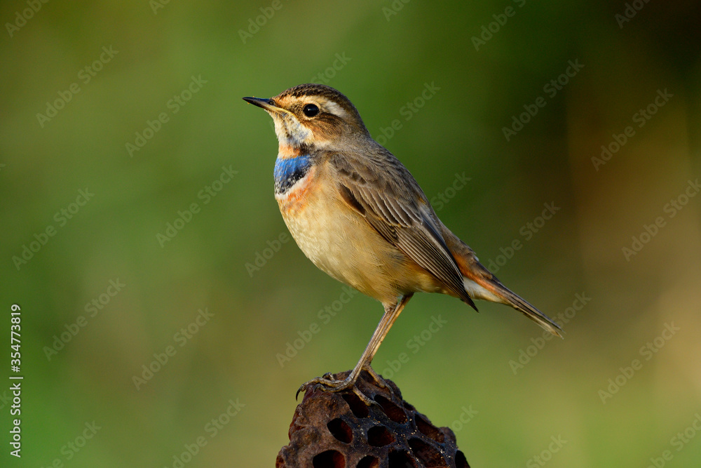 Fototapeta premium Bluethroat (Luscinia svecica), beautiful brown with blue and orange feathers on chest bird perching on dried lotus ball expose to sunlight in warm morning of Thailand