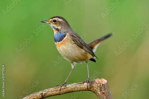 Bluethroat (Luscinia svecica), shine bird with bright blue and orange feathers on its chest perching on wood stick in tail wagging stances