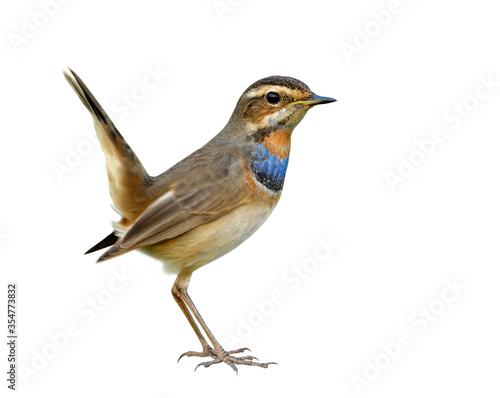 Happy brown bird with blue and orange feathers on its body happily standing having tail wagging isolated on white background, fascinated animal