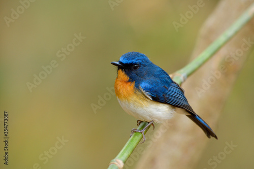 Calm chubby blue bird with orange feathers on its chest silent perching on bamboo stick over fine blur green background in tropical nature, fascinated animal © prin79