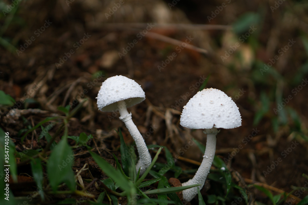 mushroom started growing when monsoon enters mushroom started growing when monsoon enters