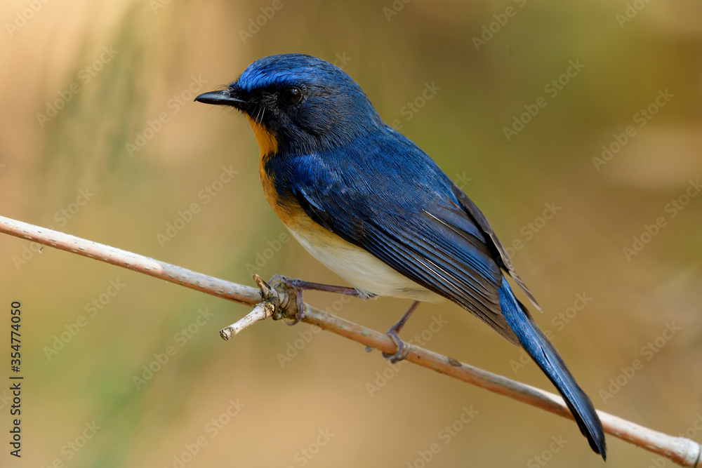 Close up pf beautiful bird with bright yellow breast white belly and long tail perching on dried bamboo stick in wild, Tickell's blue flycatcher (Cyornis tickelliae)