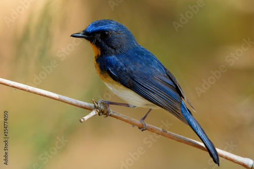 Close up pf beautiful bird with bright yellow breast white belly and long tail perching on dried bamboo stick in wild, Tickell's blue flycatcher (Cyornis tickelliae) © prin79
