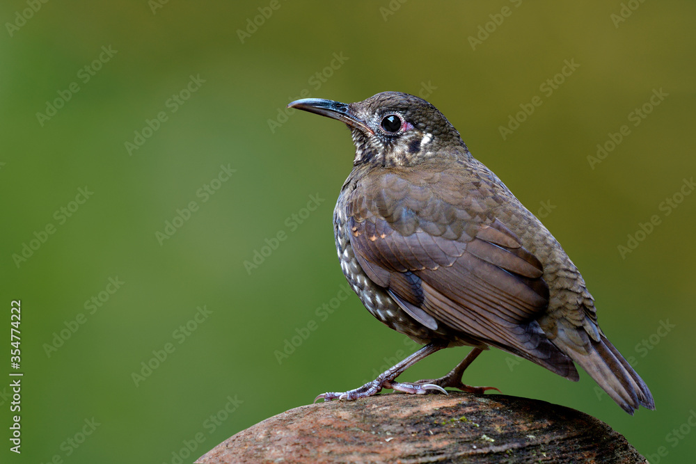 Fototapeta premium Dark-sided Thrush (Zoothera marginata) camouflage brown bird with long bill calmly perching on clean rock in nature over blur green background environment