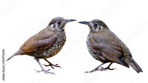 Dark-sided Thrush (Zoothera marginata) mysterious dark scaly brown bird with long bill details from head face body wings tails legs and feet isolated on white background