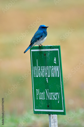 Environmental care, lovely small blue bird perching on Plantation Nursery sign in calm and peaceful moment photo