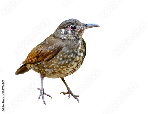Fascinated dark brown has long bill bird details from head face body wings belly feathers legs and feet isolated on white background, lovely puppet bird