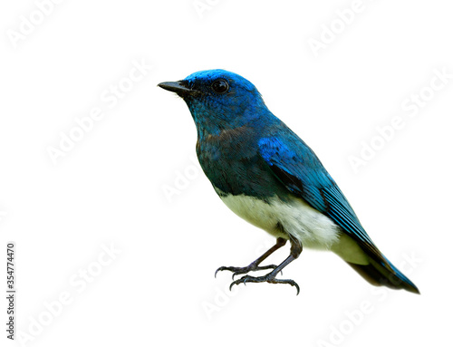 Fascinated lovely blue and white bird isolated on white background details from face head body wing legs to tail, Zappey's flycatcher (Cyanoptila cumatilis)