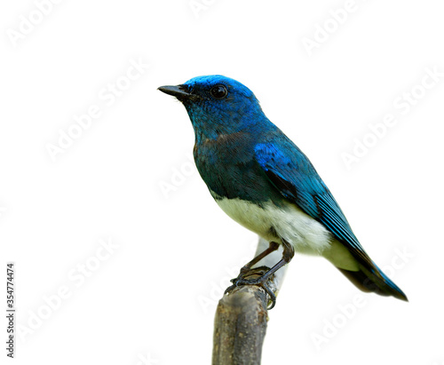Fascinated lovely blue and white bird perching on wooden stick isolated on white background, Zappey's flycatcher (Cyanoptila cumatilis) © prin79