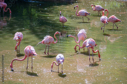 Pink flamenco looking for food and playing in the lake. Wild african animals