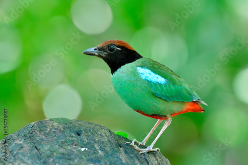 Fresh bright green bird with red vented black face and brown head calmly perching on clean log in nature, Chestnut-crowned or Hooded pitta (Pitta sordida) during breeding season in Thailand © prin79