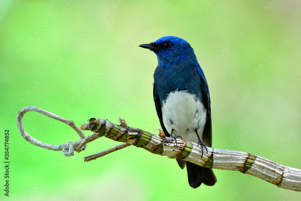 Grace blue bird with white feathers on its belly perching on wild orchid vine expose over fine blur green background in nature, zappeys flycatcher