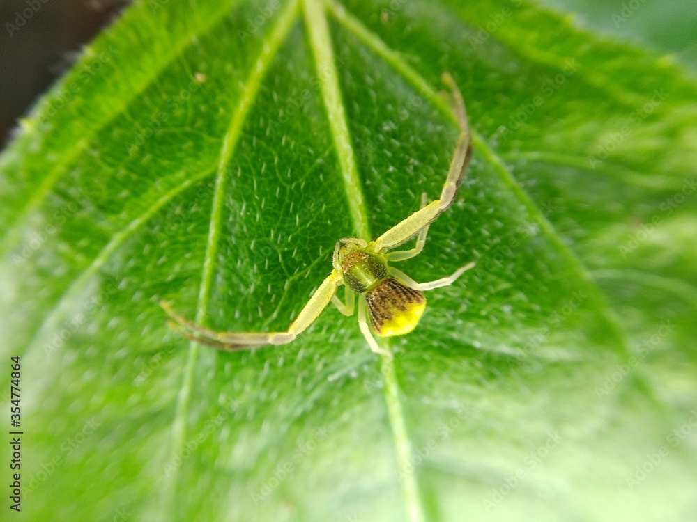 Poisonous spider inside green leaf. Arachnophobia concept, fear of spider. Spider bite or fingering. Spider on spider web. Jumping Spider. Poisonous spider inside green leaf. Arachnophobia concept, fear of spider. Spider bite or fingering. Spider on spider web. Jumping Spider.