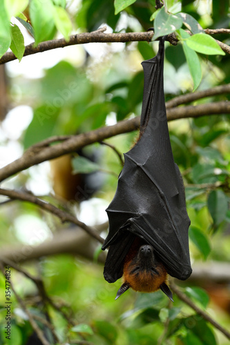 Giant Megabat or Lyle's flying fox (Pteropus lylei) scary huge fruit eating bat sleepy hanging on tree branch in nature
