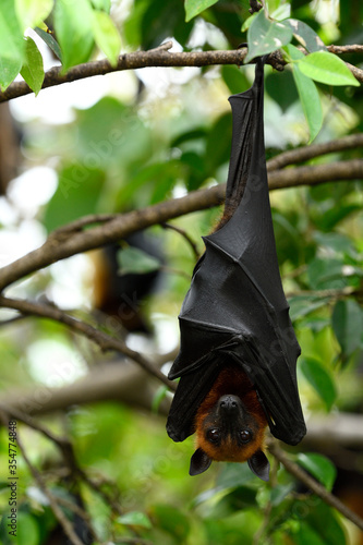 Giant or Lyle's flying fox (Pteropus lylei) funny big and huge fruit eating bat eye opening while hanging on tree branch in garden