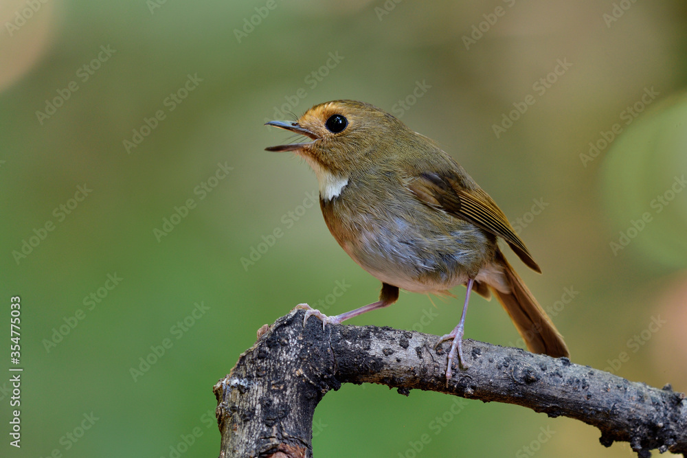 Happy fat brown bird with white marking on chest singing beautiful song while perching on branch in nature, Rufous-browed Flycatcher (Anthipes solitaris)