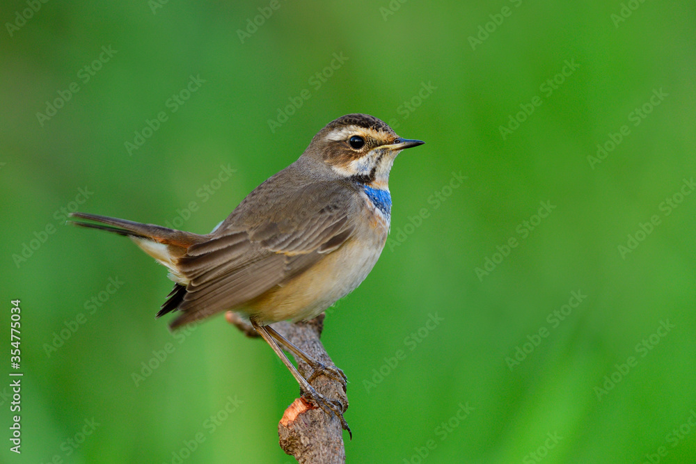 Happy fat brown bird with orange and bright blue marking on its chest perching on wood stick doing tail wagging, Bluethroat (Luscinia svecica) Happy fat brown bird with orange and bright blue marking on its chest perching on wood stick doing tail wagging, Bluethroat (Luscinia svecica)